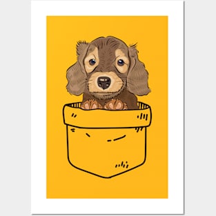 Dachshund puppy in your pocket Posters and Art